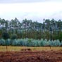 Forêt d'eucalyptus.