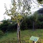 Merci à l'association des Amis du Chemin de Sain-Jacques des Pyrénées Atlantiques pour cette heureuse initiative de plantation d'arbres fruitiers de variétés anciennes.
