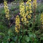La Ligulaire de Sibérie (Ligularia sibirica) est une grande plante à fleurs de la famille des Asteraceae, aux grandes fleurs jaunes disposées en grappes terminales. est une espèce relicte (espèce vivante que l'on croyait éteinte) des dernières glaciations