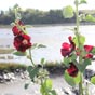 Les roses trémières embellissent le site....