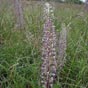 L’orchis bouc, (Himantoglossum hircinum), ou himantoglosse à odeur de bouc est une orchidée terrestre européenne. Plante robuste pouvant atteindre 1 m. Elle possède de nombreuses feuilles d'un vert grisâtre qui apparaissent en automne, persistent l'hiver 